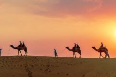 Camel-at-Dunes-Rajasthan-009
