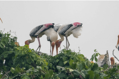 Kumarakom-Bird-Sanctuary-Kerala-