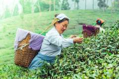 Local-woman-plucking-tea-Darjeeling