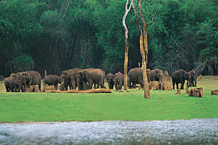 Kerala Wildlife and Spice Tour