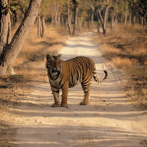 India Wildlife Photography Tour