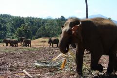 Elephant Orphanage Kandy - Sri Lanka