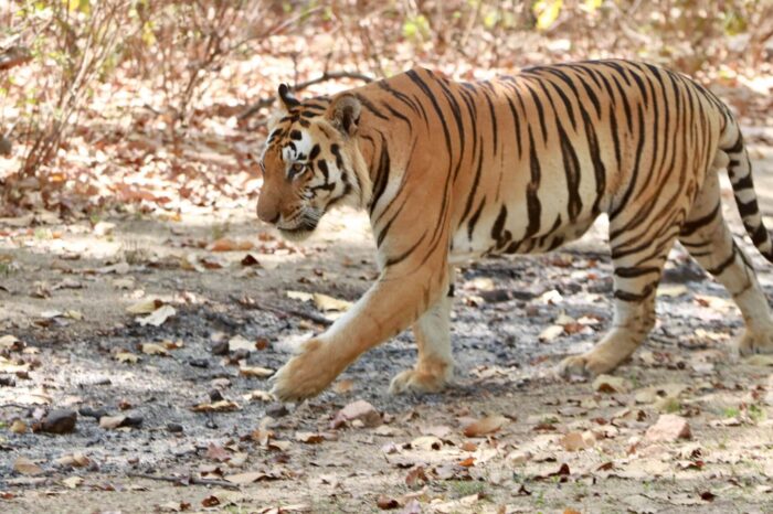 Tiger Trails Tour in India
